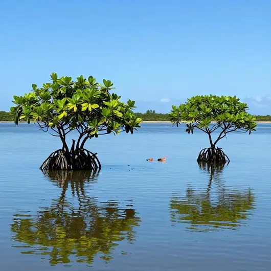 Cabo de Santo Agostinho: A Magia dos Manguezais