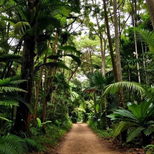 Mata Atlântica: O Pulmão Verde de Pernambuco